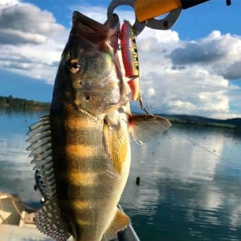 Pack de 2 Peces Anzuelo de Pesca